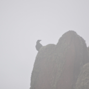 Raven in the Mist