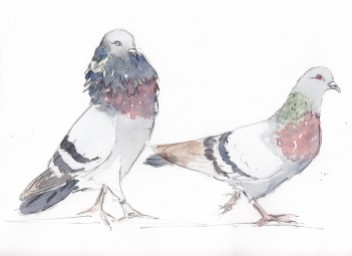 . nov courting pigeons copy
